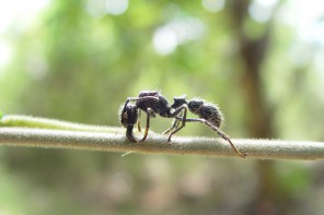 Bullet Ant (Symbolbild)